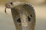 cobra close-up