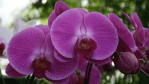 orchids_